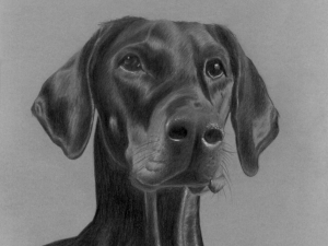 portrait of a dog (dobermann)